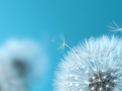 A close up image of a dandelion.